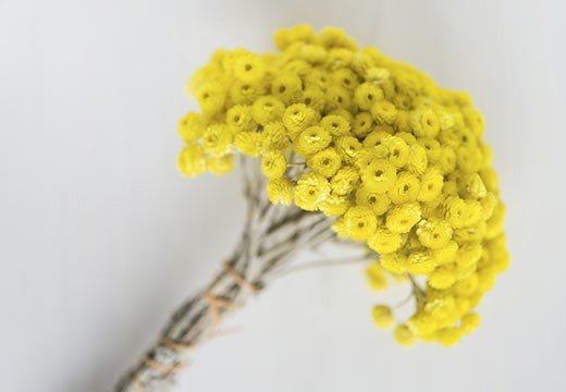 Graines et fleurs à vertus thérapeutiques